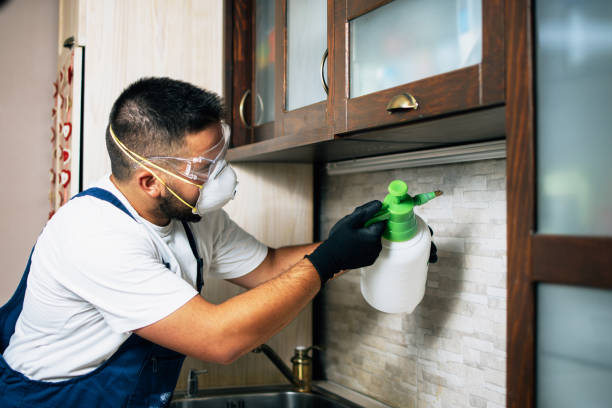 Best Wasp Removal Services  in Waimalu, HI
