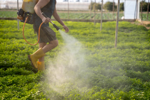 Best Mosquito Control Services  in Waimalu, HI