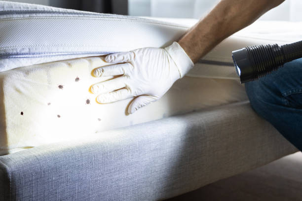 Best Ant Control Services  in Waimalu, HI